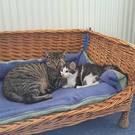 Gemuetliche Waldrandlage In Sehringen Badenweiler